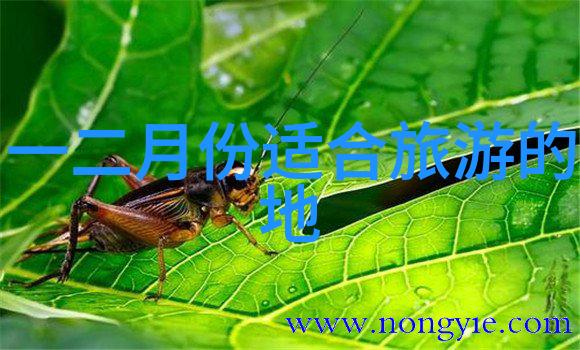 垃圾分类减量有成焚烧处境尴尬
